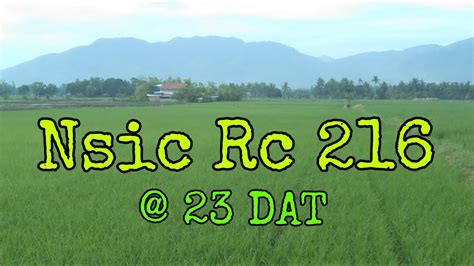 nsic rc 666h|NSIC Rc 216: A variety for all seasons .